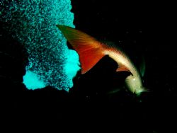 Snapper feasting on silversides in Snapper hole East End ... by Peter Foulds 